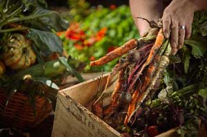 Freshly picked carrots